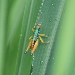 Caryanda spuria