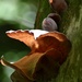 Auriculariaceae - Photo (c) Alexis Felipe, some rights reserved (CC BY-NC), uploaded by Alexis Felipe