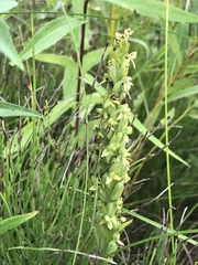Platanthera aquilonis