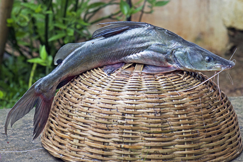 Long-whiskered catfish (Sperata aor) — Bagridae