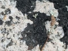 Lecanoromycetes