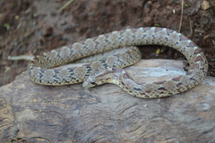 Pseudoficimia frontalis