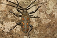Batocera frenchi
