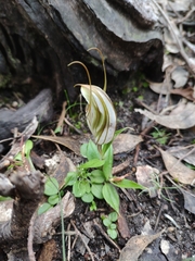 Pterostylis robusta
