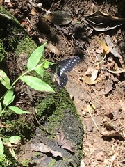 Catasticta flisa flisa