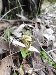 Pterostylis robusta