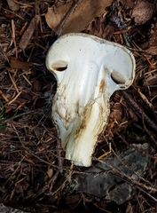 Catathelasma