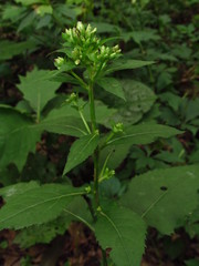 Eurybia schreberi