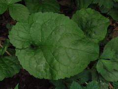 Eurybia schreberi