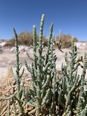 Salicornia andina