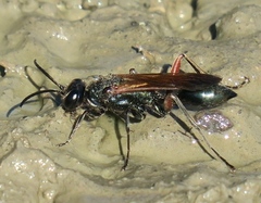 Chalybion femoratum