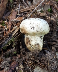 Catathelasma