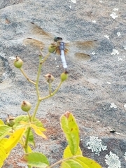 Pachydiplax longipennis