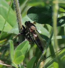 Promachus vertebratus