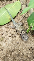 Sceloporus serrifer