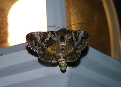 Syngrapha rectangula