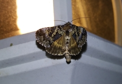 Syngrapha rectangula