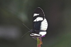 Heliconius eleuchia