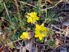 Lotus corniculatus