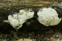 Hypomyces tremellicola