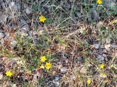 Lotus corniculatus