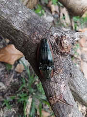 Chalcolepidius eschscholtzi