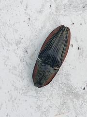 Chalcolepidius eschscholtzi