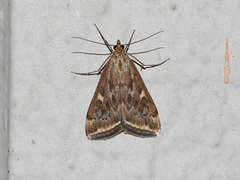 Loxostege sticticalis