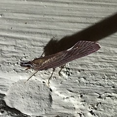 Apache degeeri