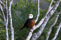 Turdus niveiceps