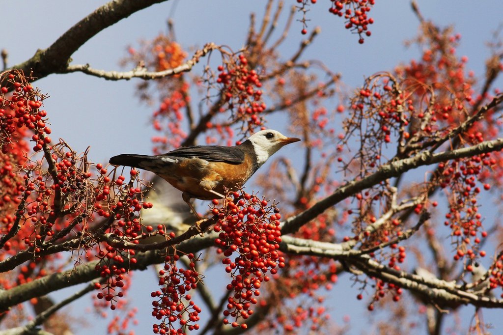 Taiwan Thrush
