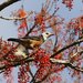 Taiwan Thrush - Photo (c) 洪廷維, some rights reserved (CC BY-NC), uploaded by 洪廷維