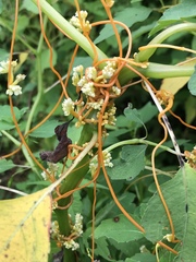 Cuscuta cephalanthi