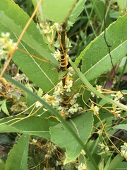 Cuscuta cephalanthi