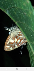 Sarota chrysus