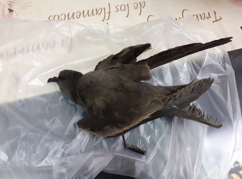 Markham's Storm Petrel (Hydrobates markhami), photo 8