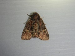 Phosphila turbulenta