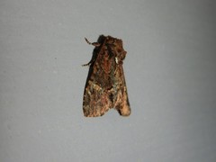 Phosphila turbulenta