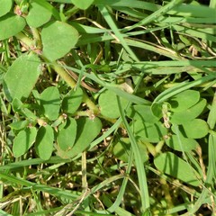 Euphorbia humistrata