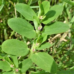 Euphorbia humistrata