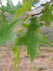 Quercus