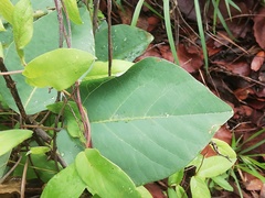 Solanum erianthum