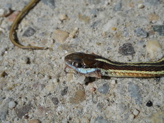 Thamnophis saurita septentrionalis