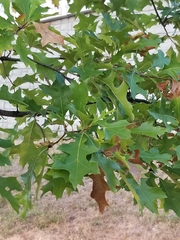 Quercus