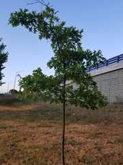 Quercus
