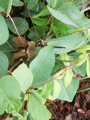 Solanum erianthum