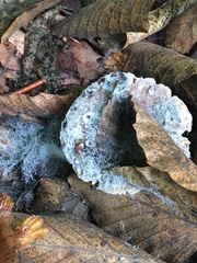 Hypocreaceae