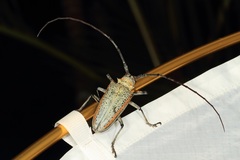 Rosenbergia megalocephala