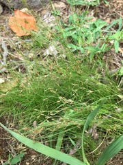 Bulbostylis capillaris