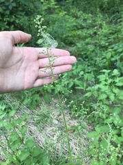 Chenopodiastrum simplex